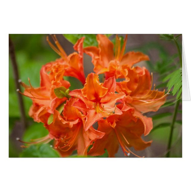 Orange Flowers Azalea Floral Photography (Front Horizontal)