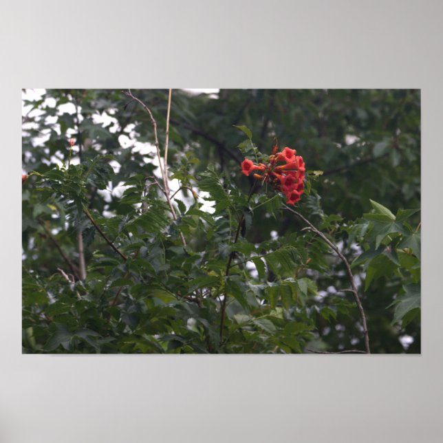 Orange Flowers Photo Poster  (Front)