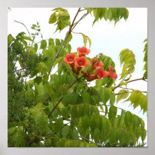 Orange Flowers Photo Poster