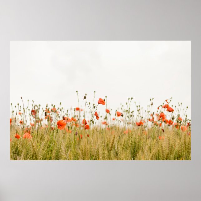 ORANGE FLOWERS POSTER (Front)