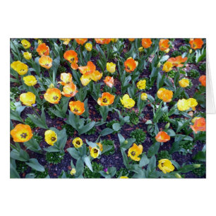 orange flowers tulip