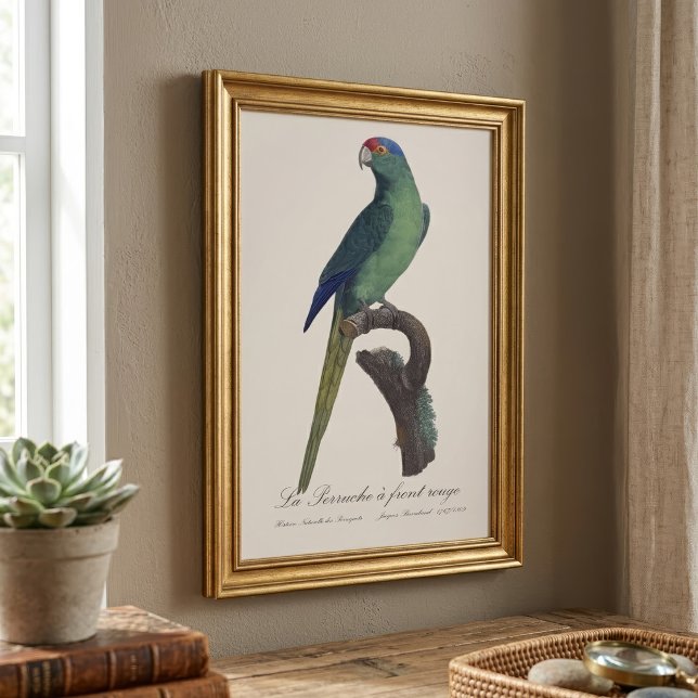 Orange-Fronted Parakeet, Eupsittula Canicularis Photo Print (Orange-Fronted Parakeet, Eupsittula Canicularis. Photo Print)
