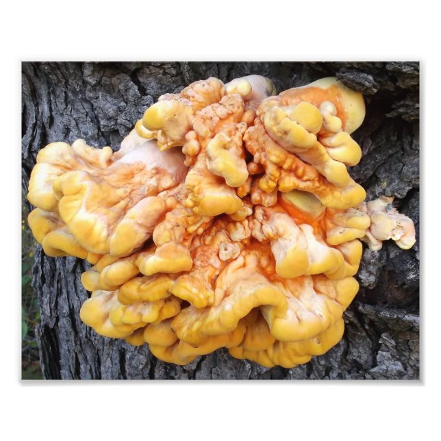 Orange Fungus Photo Print (Front)