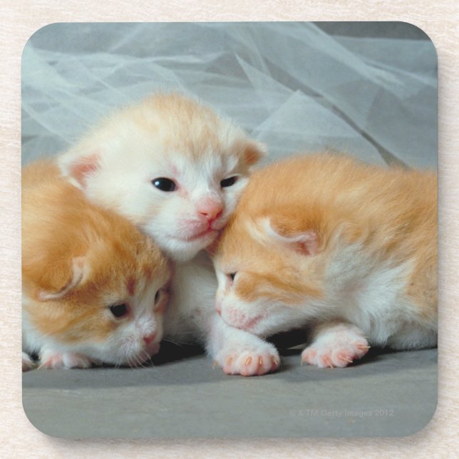 Orange Fur Kittens Coaster (Front)