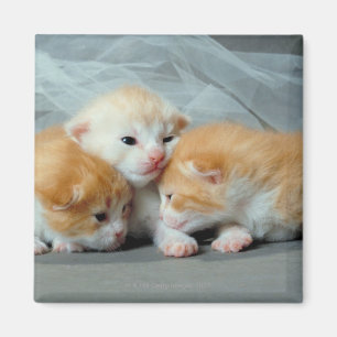 Orange Fur Kittens Magnet