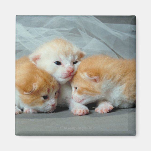 Orange Fur Kittens Magnet (Front)