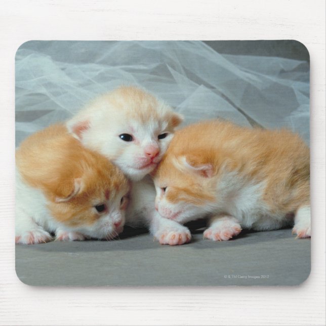 Orange Fur Kittens Mouse Pad (Front)