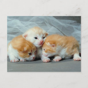 Orange Fur Kittens Postcard