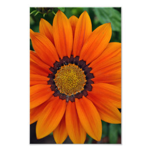 Orange Gazania African Daisies Summer Flower Photo Print