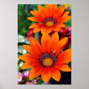 Orange Gazania African Daisies Summer Flower Poster