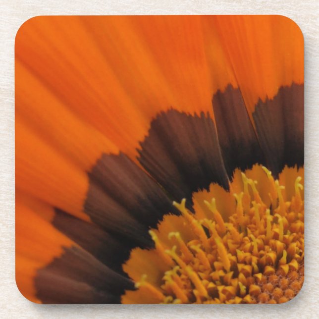 Orange Gazania Coasters (Front)