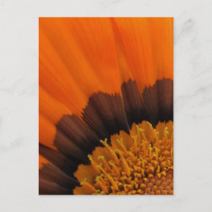 Orange Gazania Postcard