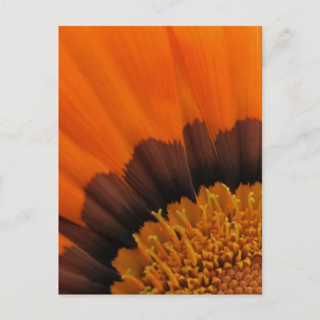 Orange Gazania Postcard (Front)