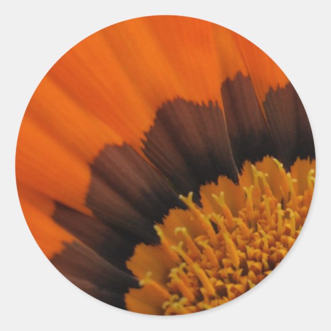 Orange  Gazania Stickers (Front)