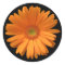 Orange Gerber Daisy