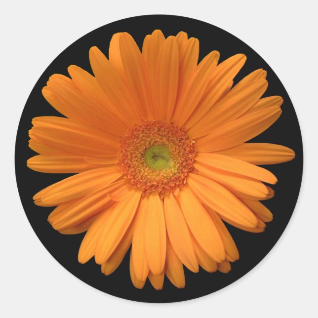 Orange Gerber Daisy Classic Round Sticker (Front)