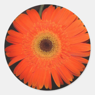 Orange Gerber Daisy Classic Round Sticker