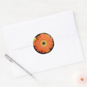 Orange Gerber Daisy Classic Round Sticker (Envelope)