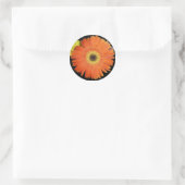 Orange Gerber Daisy Classic Round Sticker (Bag)