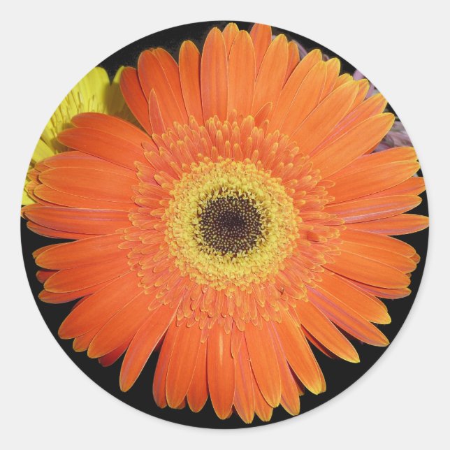 Orange Gerber Daisy Classic Round Sticker (Front)