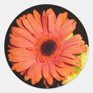 Orange Gerber Daisy Classic Round Sticker