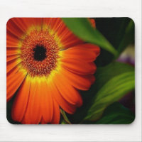 Orange Gerber Daisy