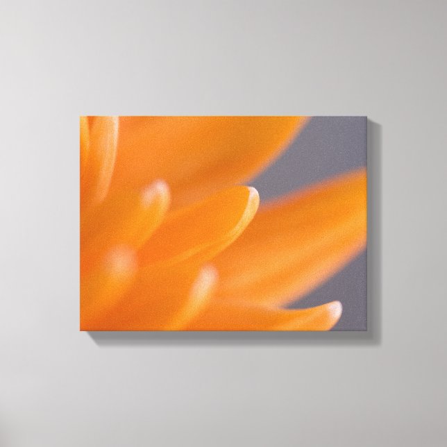 Orange Gerber Daisy Petals Canvas Print (Front)