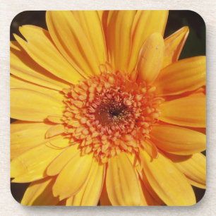 Orange Gerbera Coasters