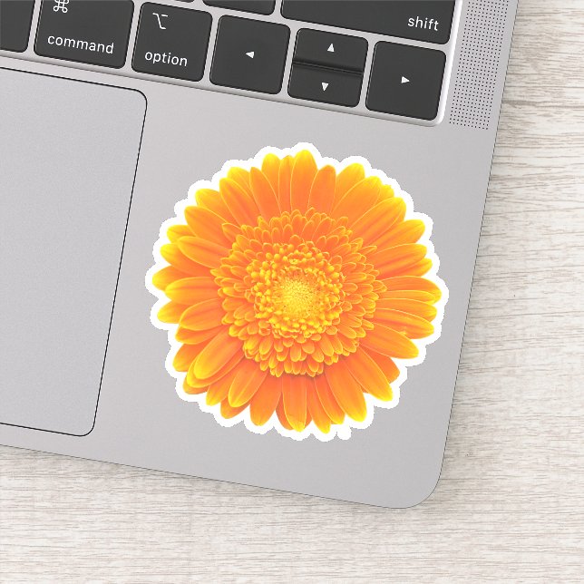 orange gerbera daisy (Detail)