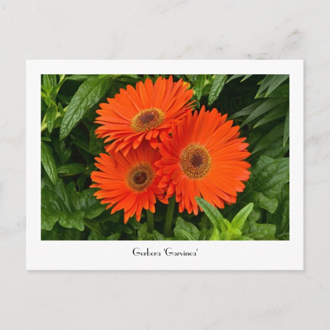 Orange Gerbera Daisy Collectable Postcard (Front)