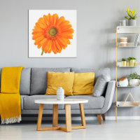 Orange Gerbera Daisy flower on white photo