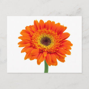 Orange Gerbera Daisy Flower Postcard