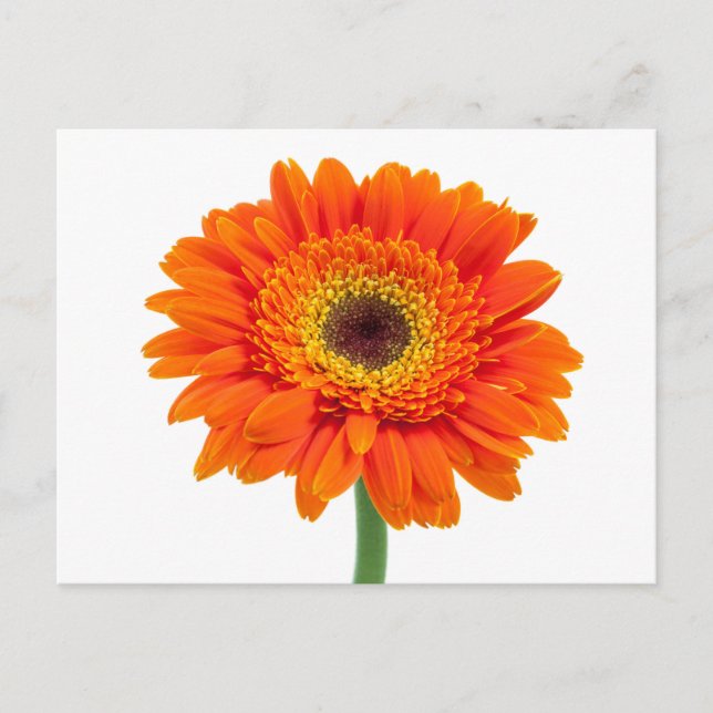 Orange Gerbera Daisy Flower Postcard (Front)