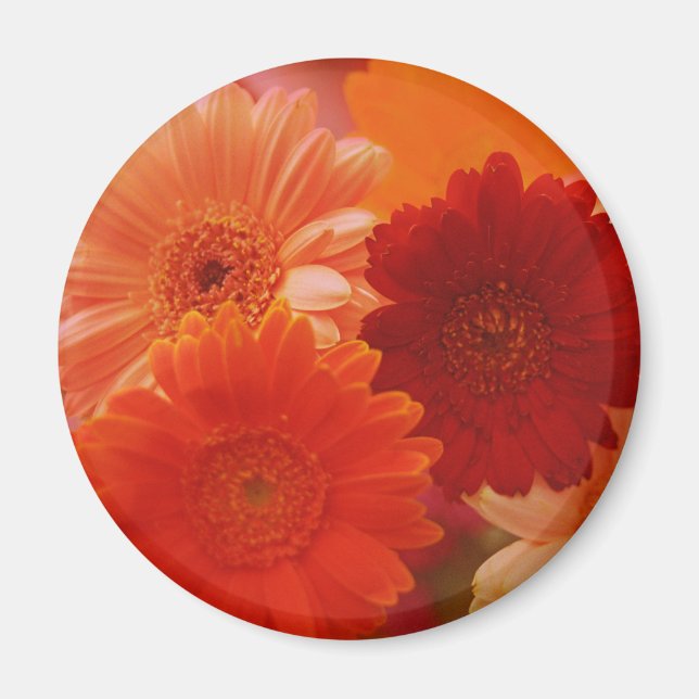 Orange Gerbera Daisy Flower Refrigerator Magnet (Front)