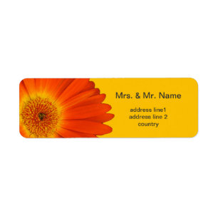 orange gerbera daisy flowers