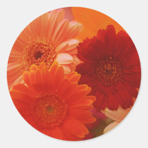 Orange Gerbera Daisy Flowers Art Decal Stickers