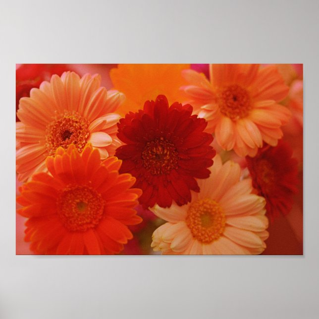Orange Gerbera Daisy Flowers Wall Art Print Poster (Front)