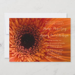 Orange Gerbera Daisy Macro Wedding Invitation