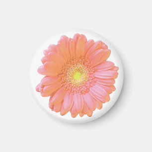 Orange gerbera daisy magnet