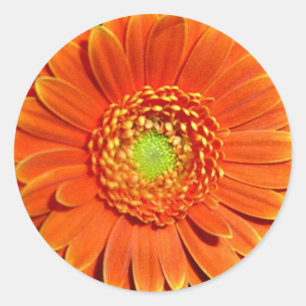Orange Gerbera Daisy Stickers