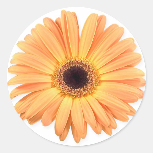 Orange Gerbera Stickers (Front)