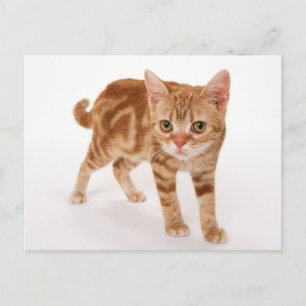Orange Ginger Tabby Shorthair Cat Postcard