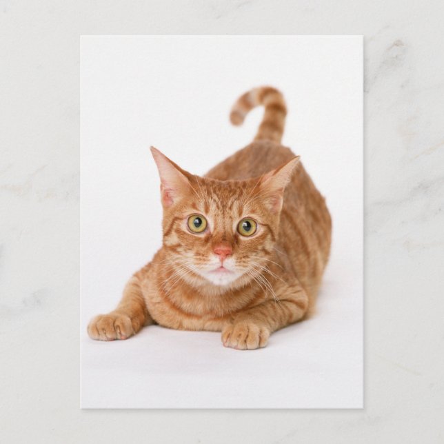 Orange Ginger Tabby Shorthair Cat Postcard (Front)