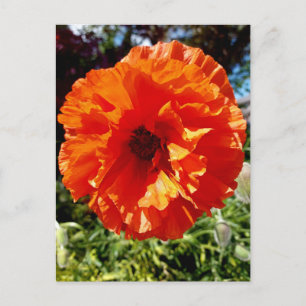 Orange Glow Poppy Postcard