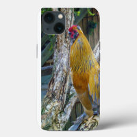 Orange Gray Fluffy Rooster,