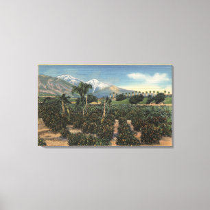 Orange Grove Scene with Snow Capped Mts Canvas Print