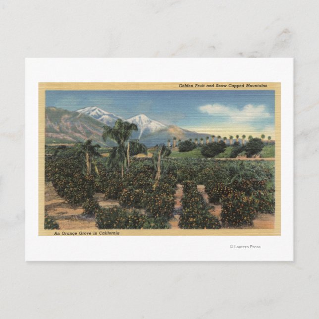 Orange Grove Scene with Snow Capped Mts Postcard (Front)