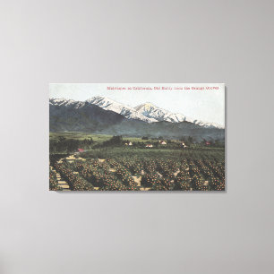 Orange Groves with Old Baldy Mt in Distance Canvas Print