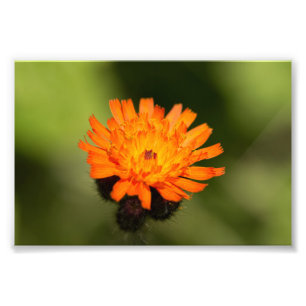 Orange Hawkweed Photo Print
