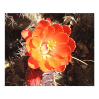 Orange Hedgehog Cactus Flower photo print